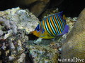 scuba diving photo