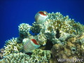 scuba diving photo