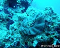 scuba diving photo