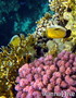 scuba diving photo
