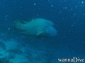 scuba diving photo