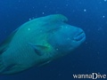 scuba diving photo