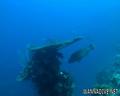 scuba diving photo