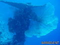 scuba diving photo