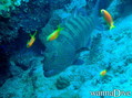 scuba diving photo