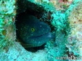 scuba diving photo