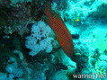 scuba diving photo