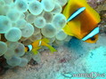 scuba diving photo