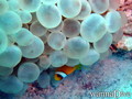 scuba diving photo