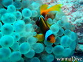 scuba diving photo