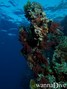 scuba diving photo