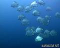 scuba diving photo