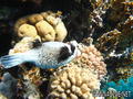 scuba diving photo