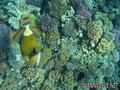scuba diving photo