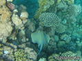 scuba diving photo