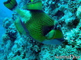 scuba diving photo