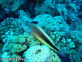 scuba diving photo