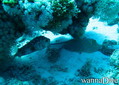 scuba diving photo