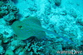 scuba diving photo