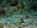 scuba diving photo