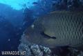 scuba diving photo