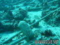 scuba diving photo