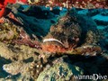 scuba diving photo