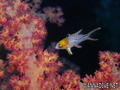 scuba diving photo