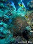 scuba diving photo
