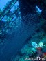 scuba diving photo