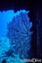 scuba diving photo