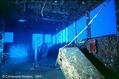 scuba diving photo