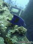 scuba diving photo