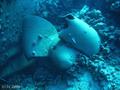 scuba diving photo