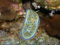 scuba diving photo