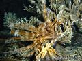 scuba diving photo