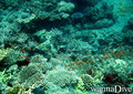 scuba diving photo