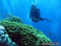 scuba diving photo