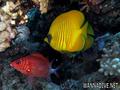 scuba diving photo
