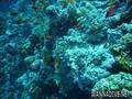 scuba diving photo