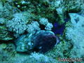 scuba diving photo