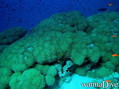 scuba diving photo