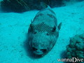 scuba diving photo