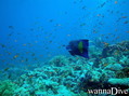scuba diving photo