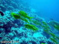 scuba diving photo