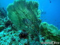 scuba diving photo