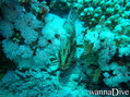 scuba diving photo
