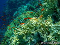 scuba diving photo