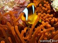 scuba diving photo