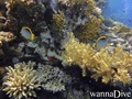 scuba diving photo